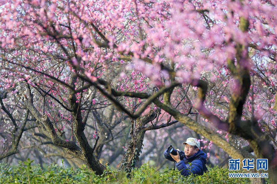 #（社会）（1）江苏南京：梅花绽放引客来