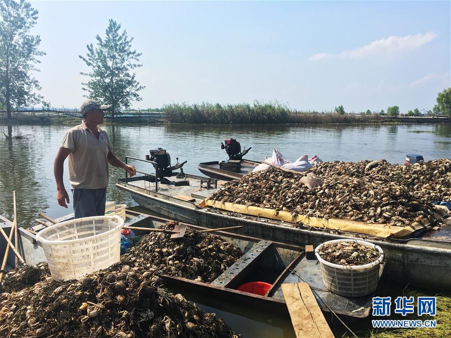 （新华视点·图文互动）（1）上游洪水来袭下游鱼蟹死亡，泄洪为何变泄污？