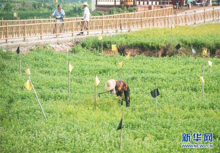 （新华全媒头条·走向我们的小康生活·图文互动）（9）特殊之年，荆楚大地书写不平凡的答卷